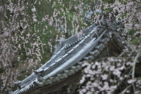 松平郷の枝垂れ桜