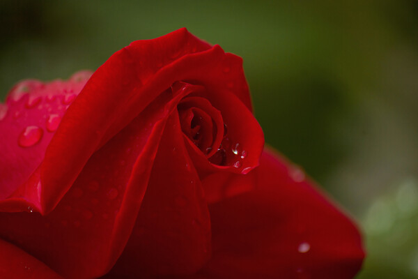 地植えの赤いバラ