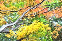 【秋】いろいろ葉♪