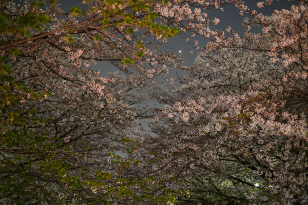 夜桜と金星