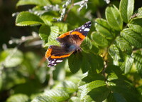 Butterfly gorgeous insect