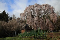 田多井観音堂の枝垂桜
