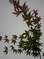 空が曇っていても綺麗なモミジ