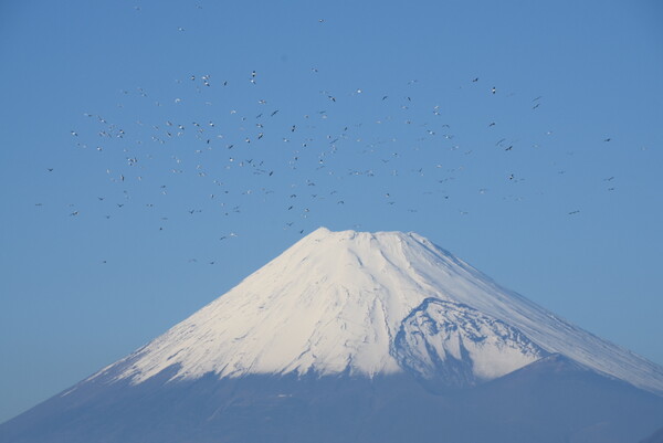 カモメの集団飛翔と富士の山