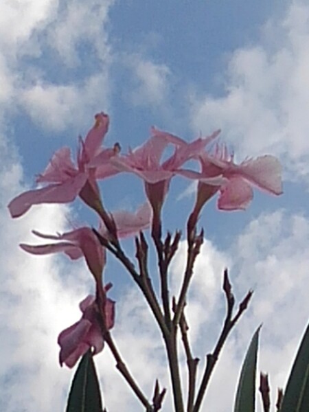 淡いピンク色の花と爽やかな青い空