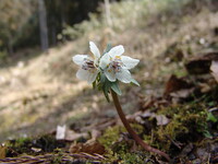 1茎２花その２