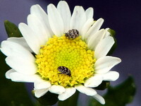 【生き物景色】小さな花の中に虫が・・