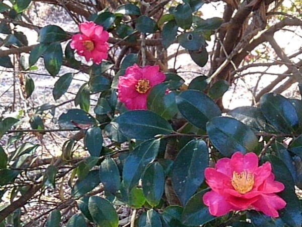 川崎城跡公園の丘のサザンカの花