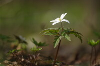 岩手の春３　キクザキイチゲ白花