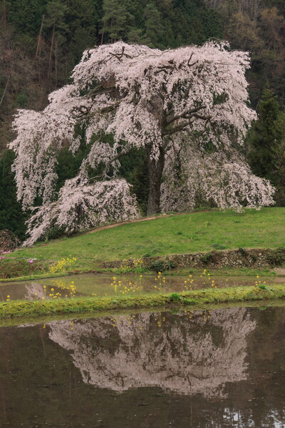 【縦画像】広島県安芸太田町「与一野しだれ桜」