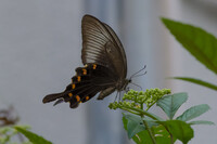 カラスアゲハの吸蜜