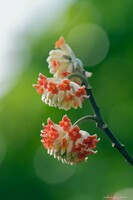 アカバナミツマタの花