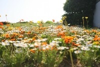 空の下、花の上