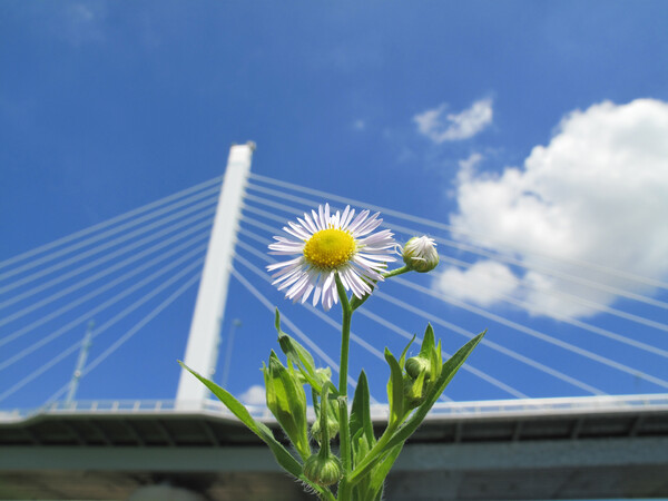白い花と白い橋