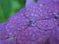 【Purple】Drop Water
