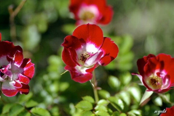 【美】庭の薔薇