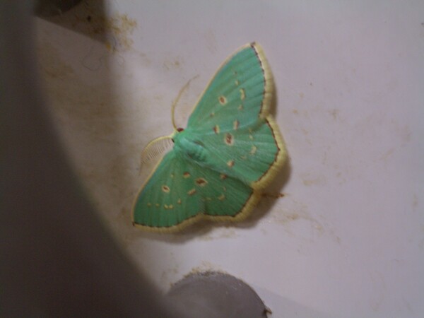 緑色の蛾？