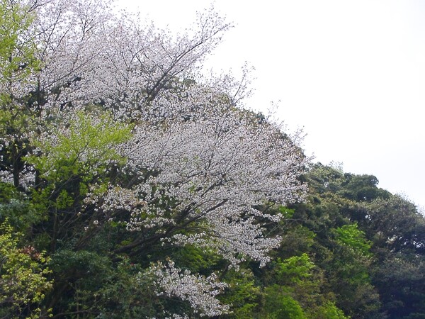 今年最後の遅咲き山桜です。