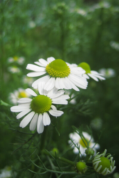 【緑】小さな白い花
