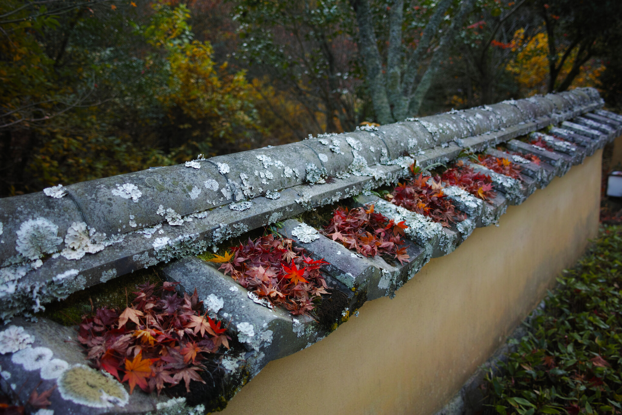 落ち紅葉