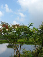 夏の風景