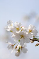 山桜