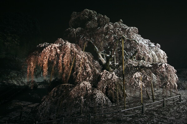 【花のある情景】　雪の滝桜