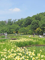 菖蒲まつり〜〇〇系〜