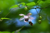 レンゲショウマまつり（masa Ver)2 花とハチ