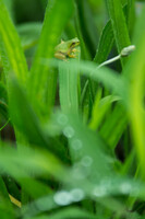 梅雨のスケッチⅡ