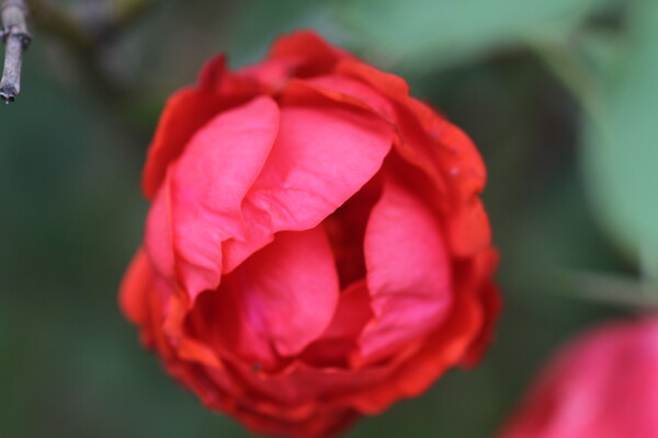 赤い薔薇の蕾