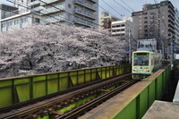 桜と都電荒川線