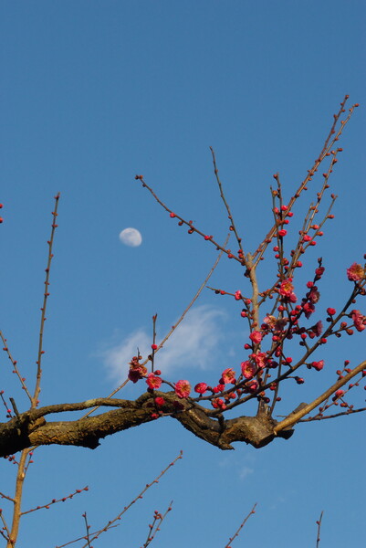 初春の紅梅の香を月も嗅ぐ