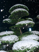 ◆雪のわが庭-A