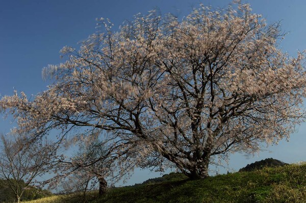 [春」春の風