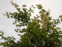 5月のモミジ