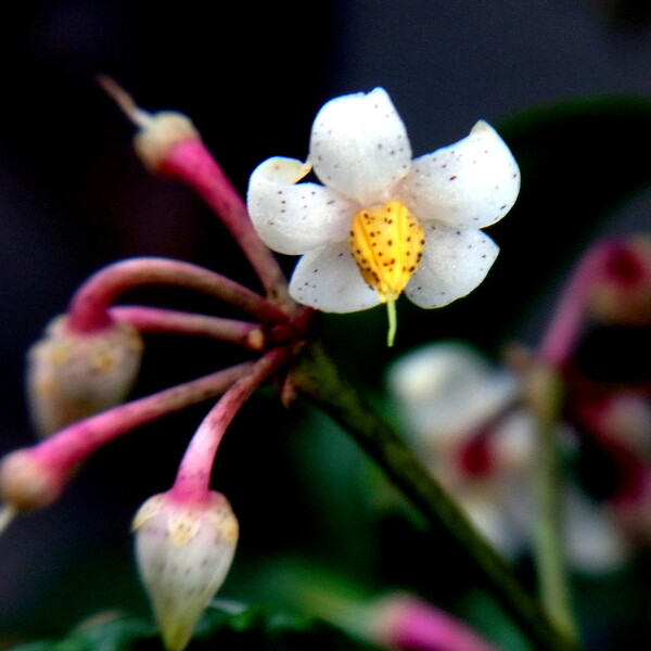 この花なんだ？