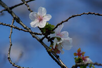 なぜか桜