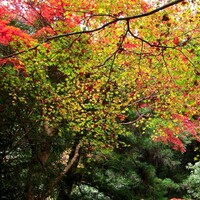 【秋】　モミジの枝にかこまれて＾＾