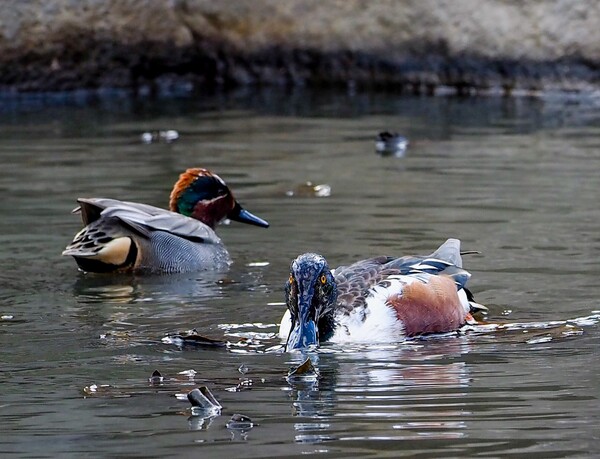 二羽の水鳥