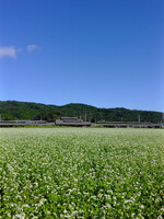 蕎麦の花〜X half〜