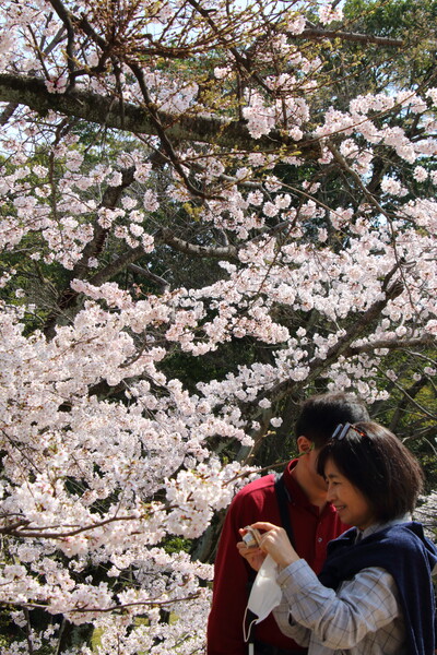 【縦画像】笑顔咲く鯉城桜