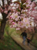 桜の森の満開の下の坂道