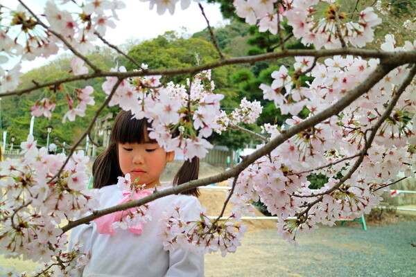 【美の国】桜を愛でる