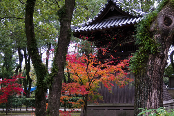博多、聖福寺の紅葉