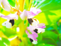 [淡彩]　蚕豆の花