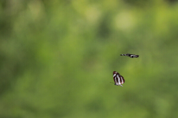 【生き物景色】楽しげな蝶飛行