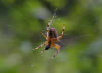 Spider 2