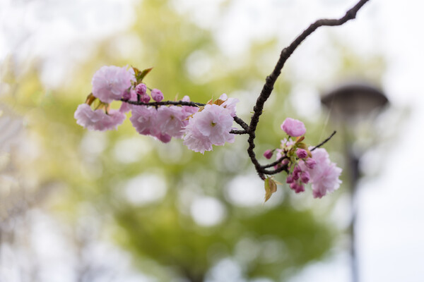 八重桜が来た