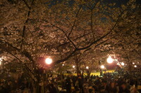 博多の夜桜